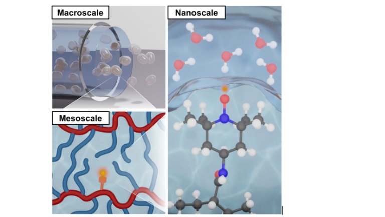 ToC of Solution-Like Water Transport Across Molecular to Macroscopic Length Scales in Crosslinked Poly(Ethylene Glycol Diacrylate) Networks With Tailored Sidechains