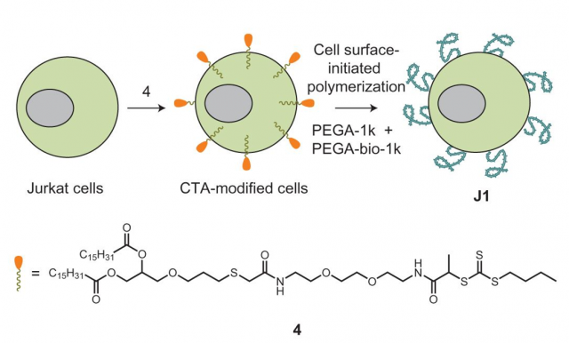 ToC Engineering Live cell surfaces with functional polymers