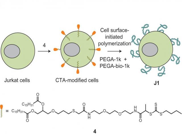 ToC Engineering Live cell surfaces with functional polymers